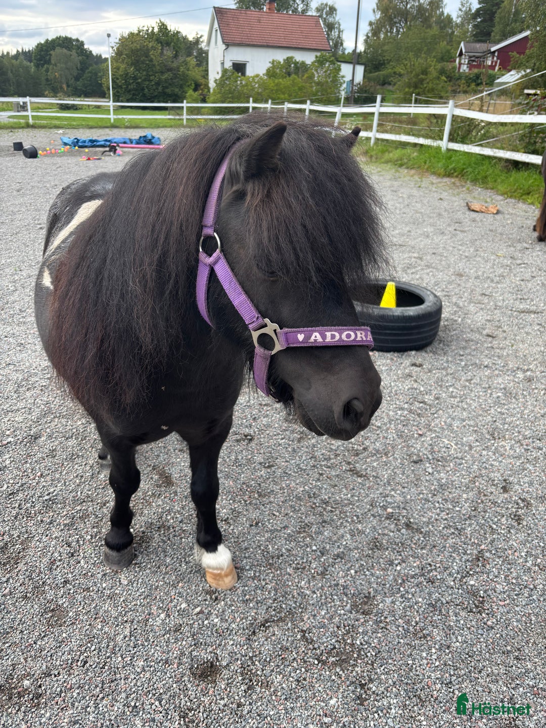  foderhäst sökes: Söker sällskap till snäll shettis (foder) i Knivsta - Annons 1