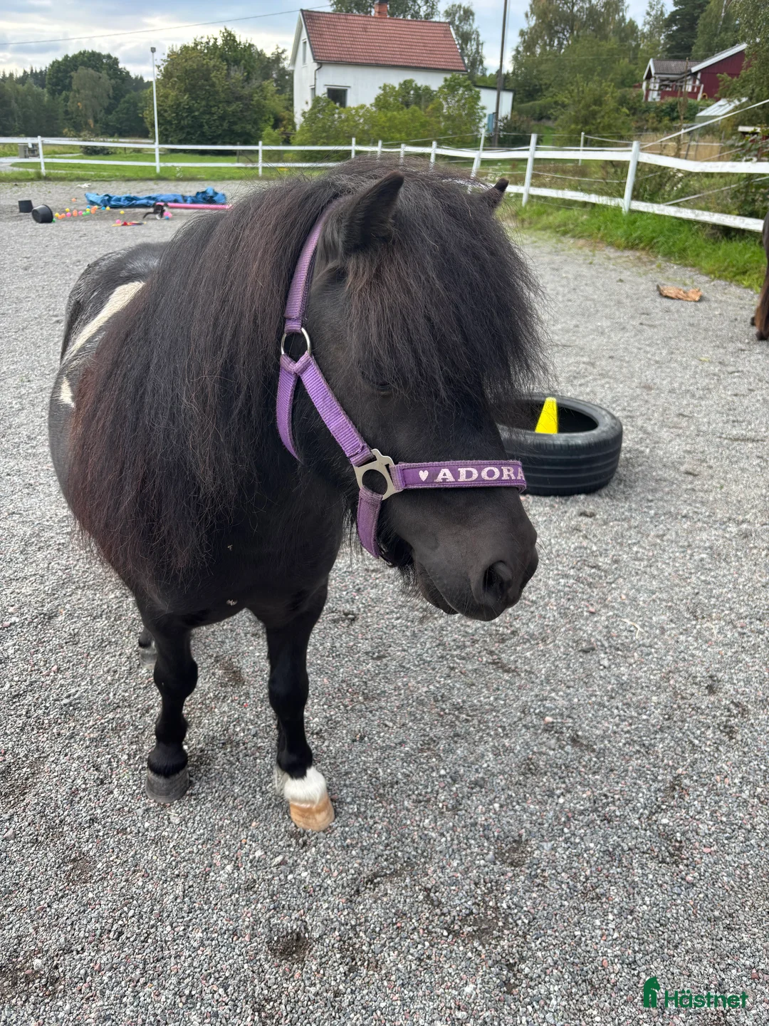  foderhäst sökes: Söker sällskap till snäll shettis (foder) - Annons 1