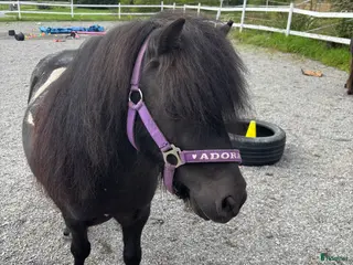 foderhäst sökes: Söker sällskap till snäll shettis (foder) - Annons 3