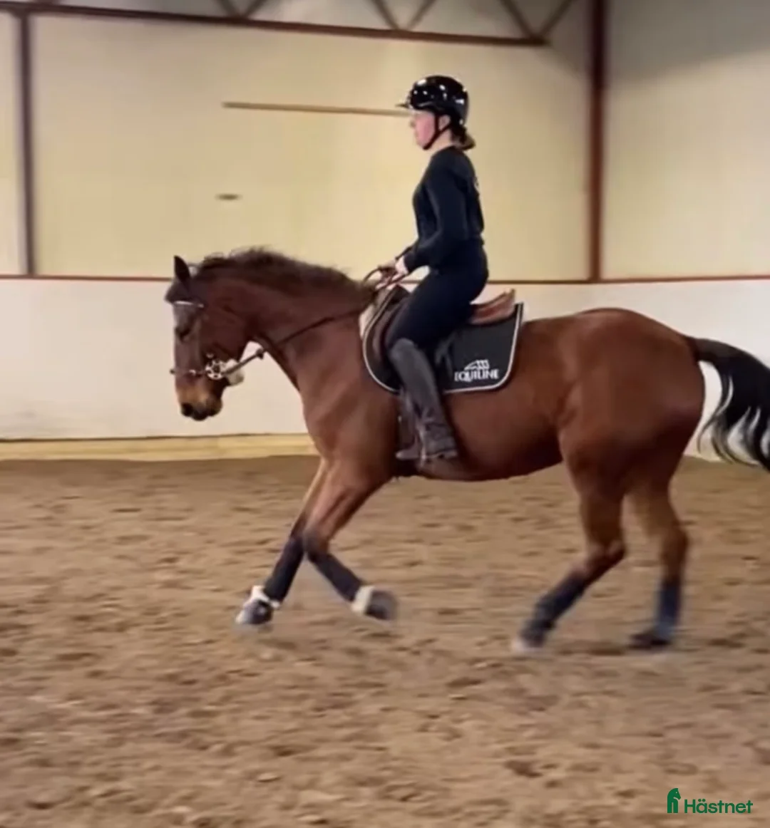 Hoppning hästar till salu: Okomplicerad, hinderklok och ärlig unghäst  - Annons 2