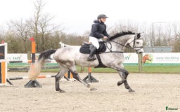 Fälttävlan hästar till salu: Fantastisk fälltävlingshast sælges✨ i Dronninglund - Annons 2