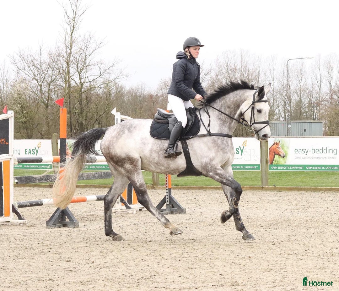 Fälttävlan hästar till salu: Fantastisk fälltävlingshast sælges✨ i Dronninglund - Annons 2