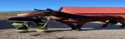 Trav hästar till salu: Sto till trav eller avel  - Annons 2