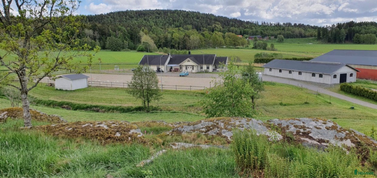  foderhäst Sällskapshäst/skogsmulle sökes - Annons 4