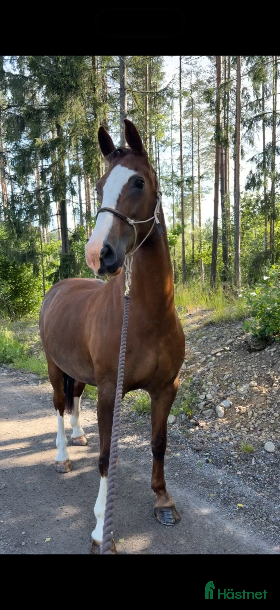  hästar Fantastiskt sto söker sitt sista hem - Annons 1