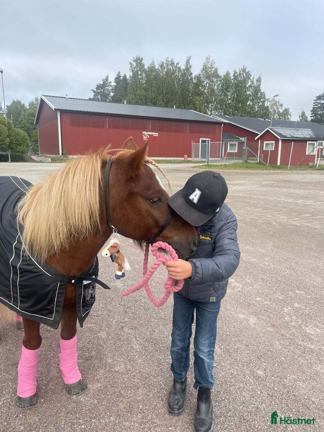 Trav hästar till salu: Trevliga, snälla och duktiga travponnys till salu i Örebro - Annons 3