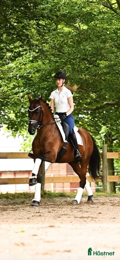  hästar Genomsnäll PRE vallack 10 år - Annons 1