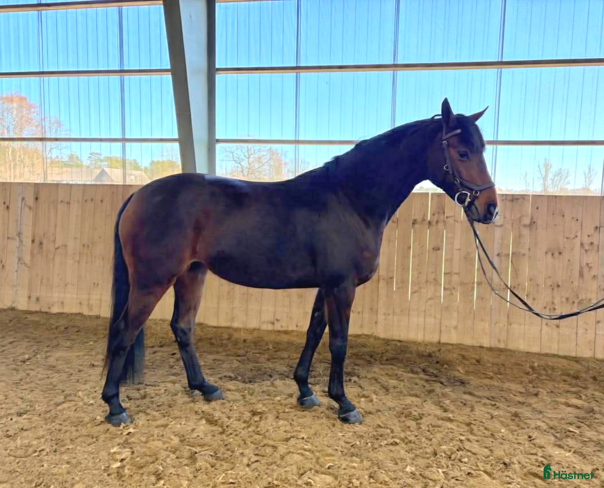 Hoppning hästar till salu: Käck sporthäst med framtiden för sig - Annons 2