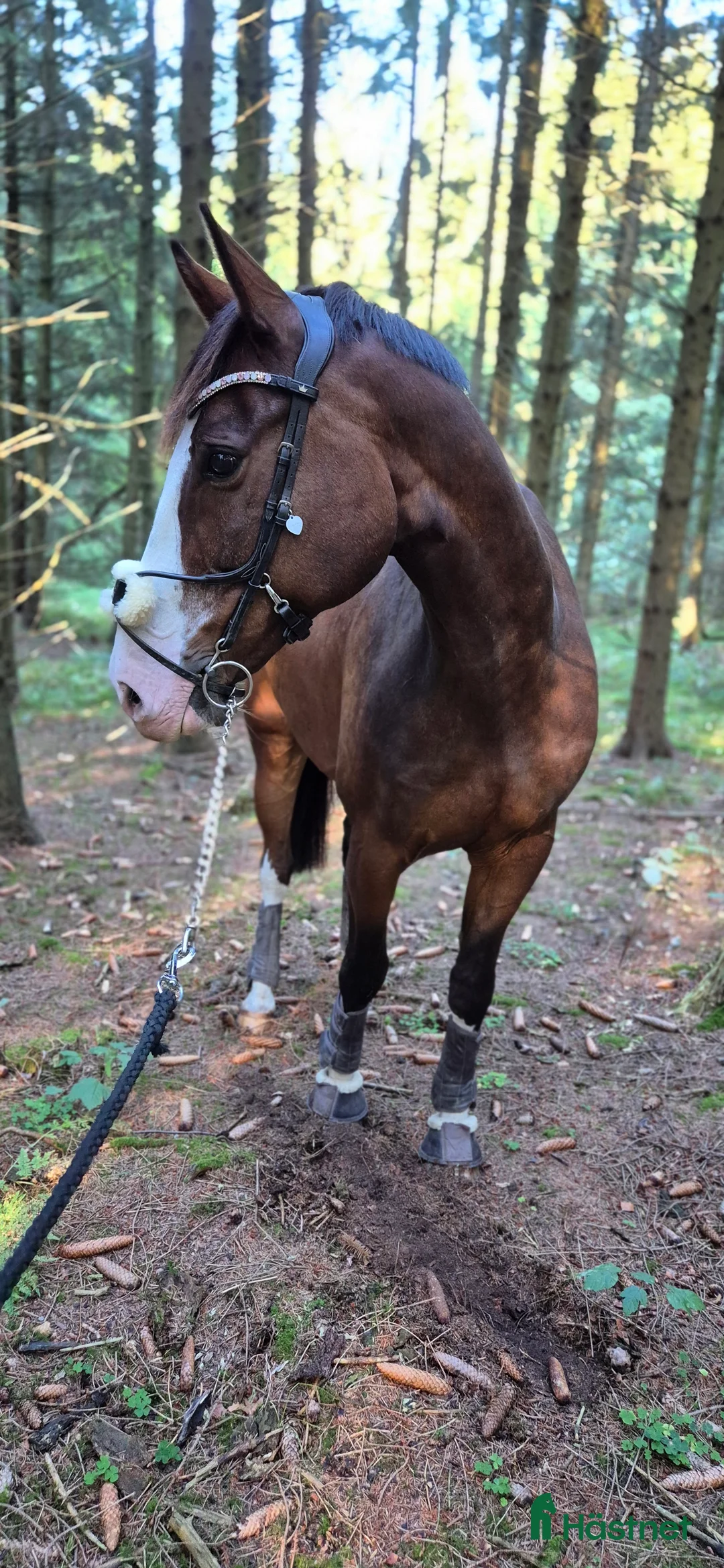 Träns hästutrustning till salu: PS of sweden high jump  i Anderslöv - Annons 3