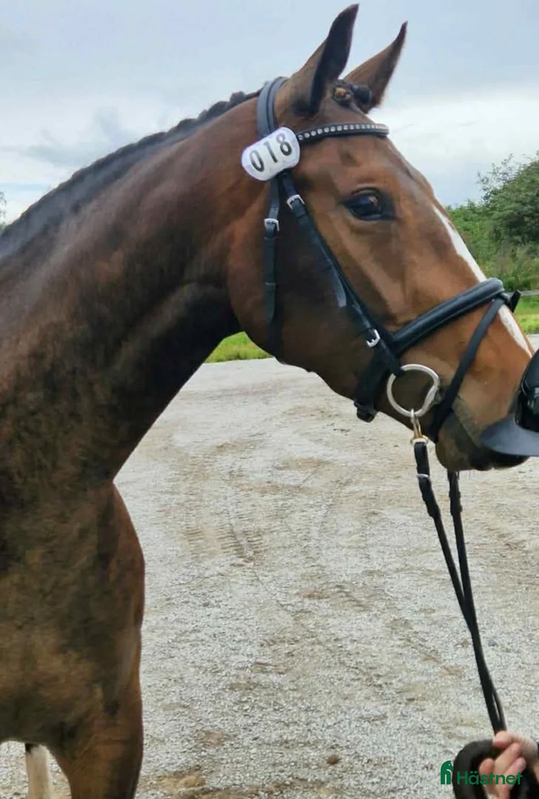 Hoppning hästar till salu: Lovande 1 klass sto i Stora Skedvi - Annons 4