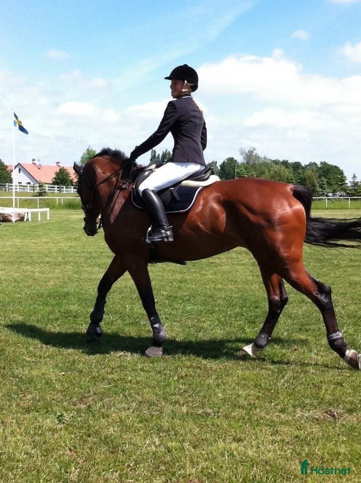 Jackor & Kavajer ryttarutrustning till salu: Tävlingskavaj från Pikeur, svart, 38 (mer som 36) i Löddeköpinge - Annons 8