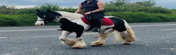 Allround hästar till salu: “Bombproof” 138cm mare - Annons 9