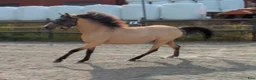 Allround hästar till salu: Snygg 3-årig Welsh Partbred! - Annons 2