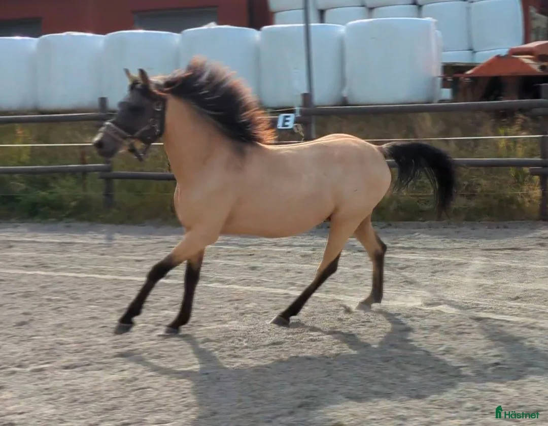 Allround hästar till salu: Snygg 3-årig Welsh Partbred! - Annons 2
