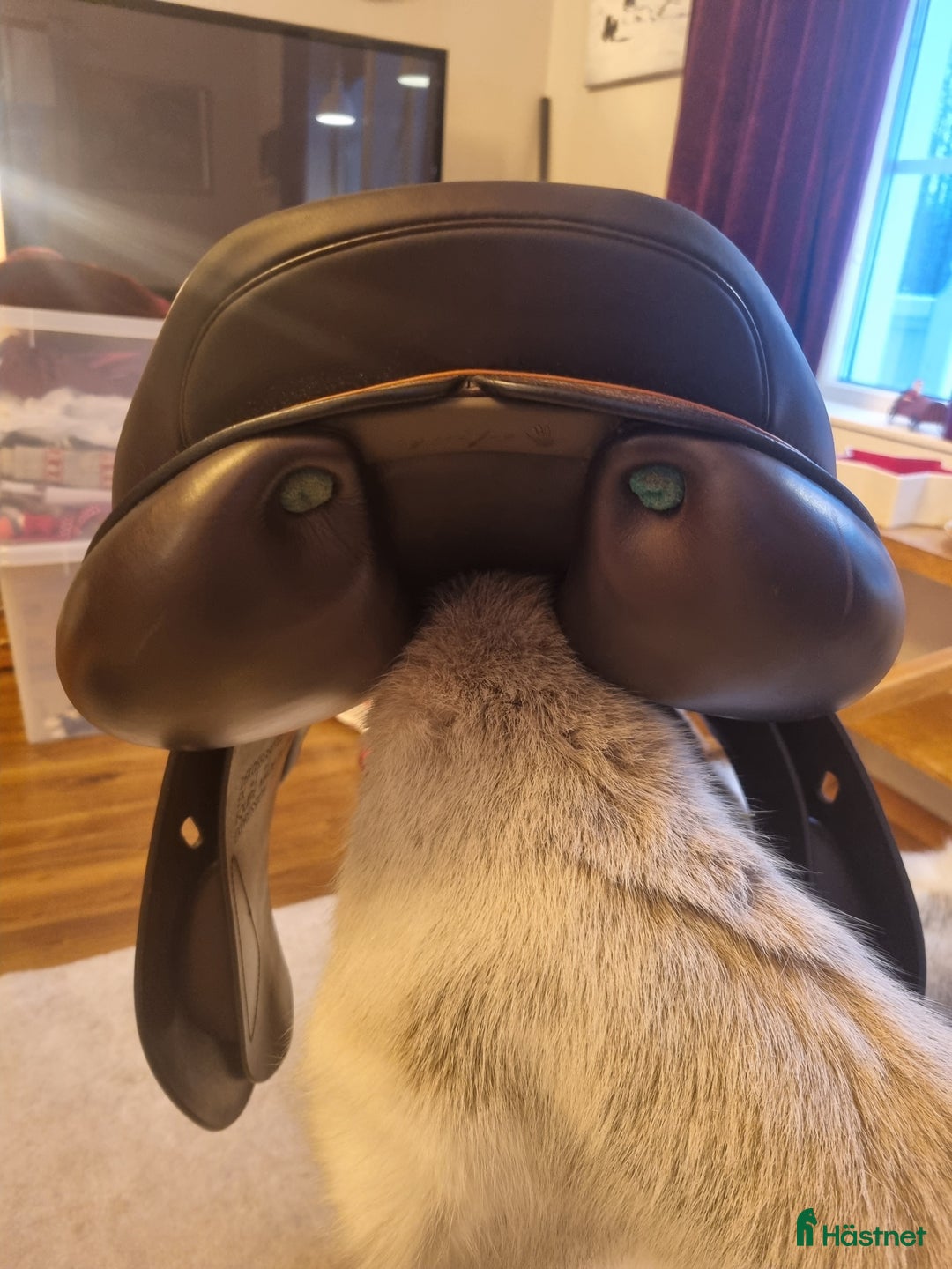 Sadlar hästutrustning till salu: Equipe expression  i Haparanda - Annons 5