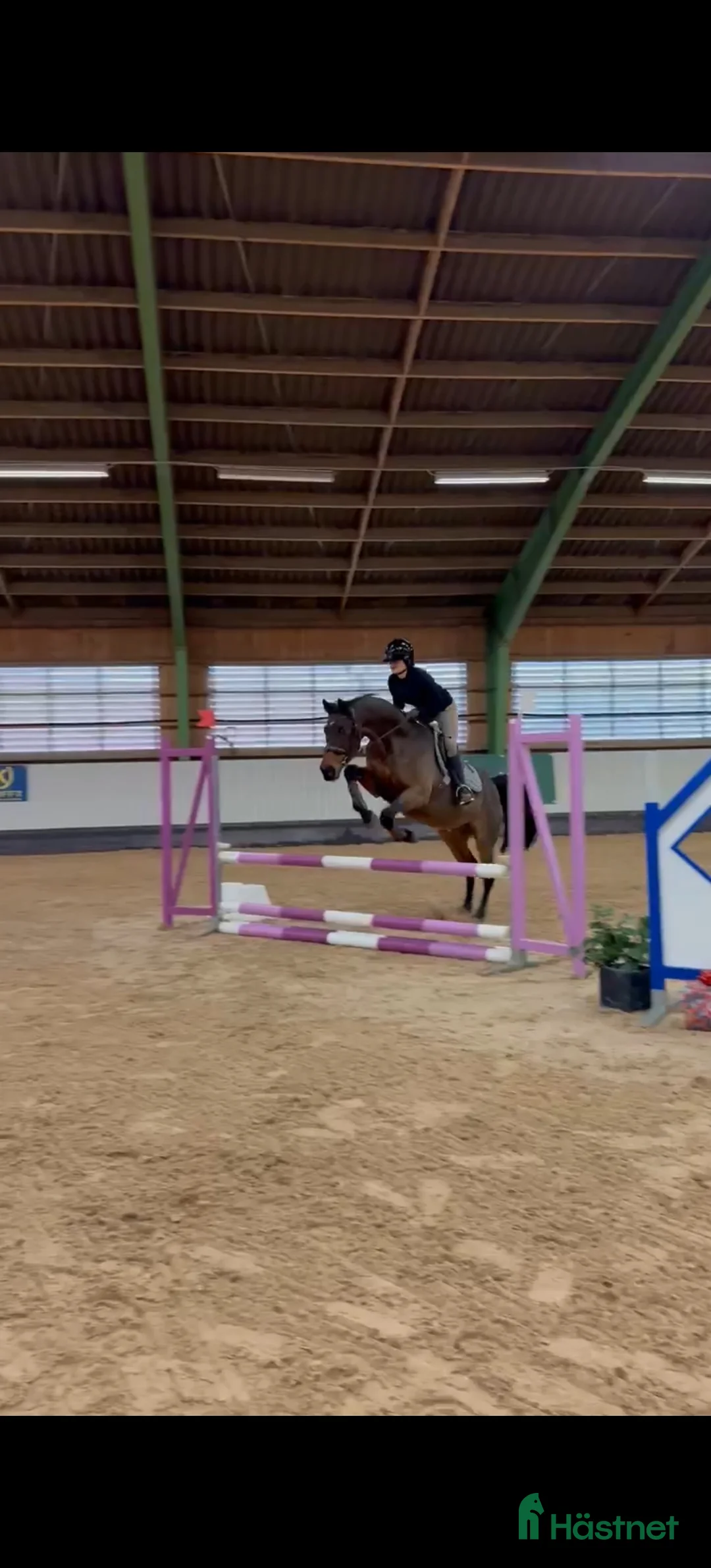 Allround hästar till salu: Läromästare, skogsmulle!  - Annons 2