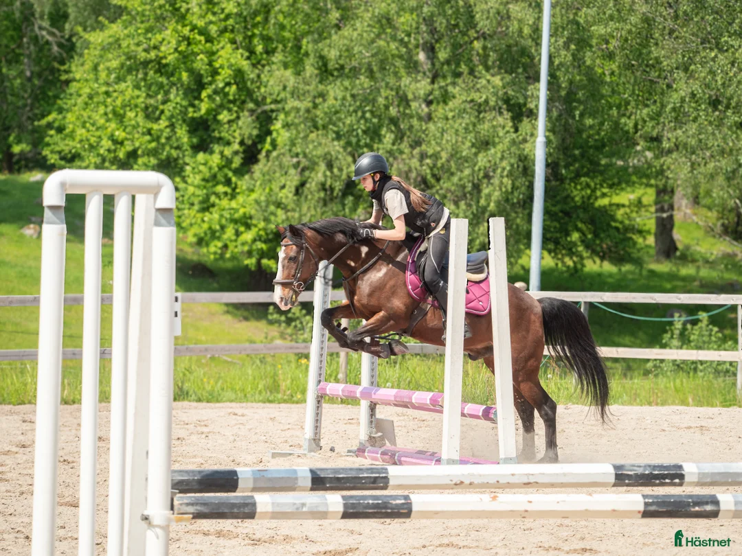 Allround hästar till salu: Äldre gentleman söker sista hem i Bengtsfors - Annons 1