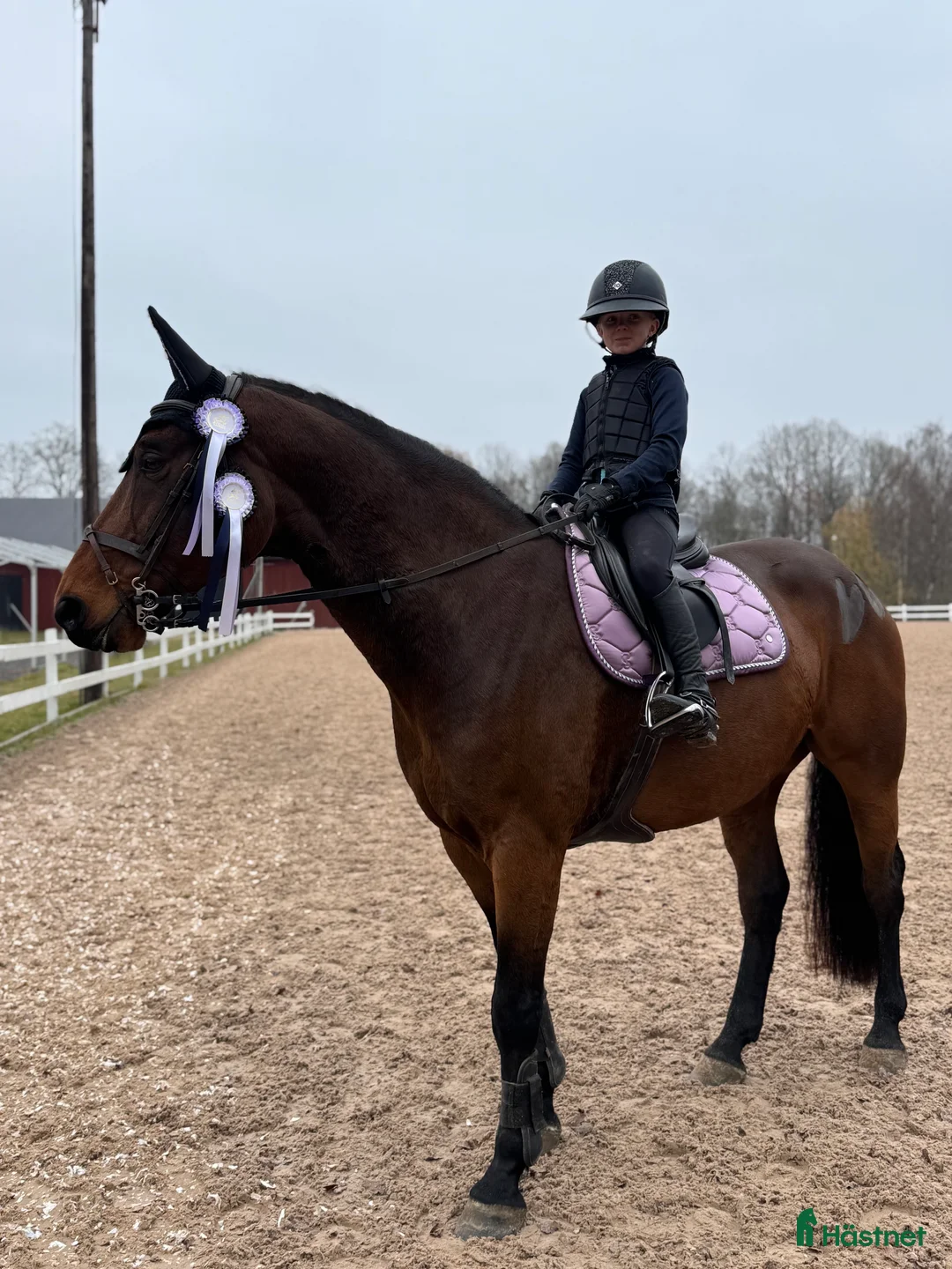 Hoppning hästar till salu: Fantastisk trevlig hoppvalack, ny film igen! - Annons 16