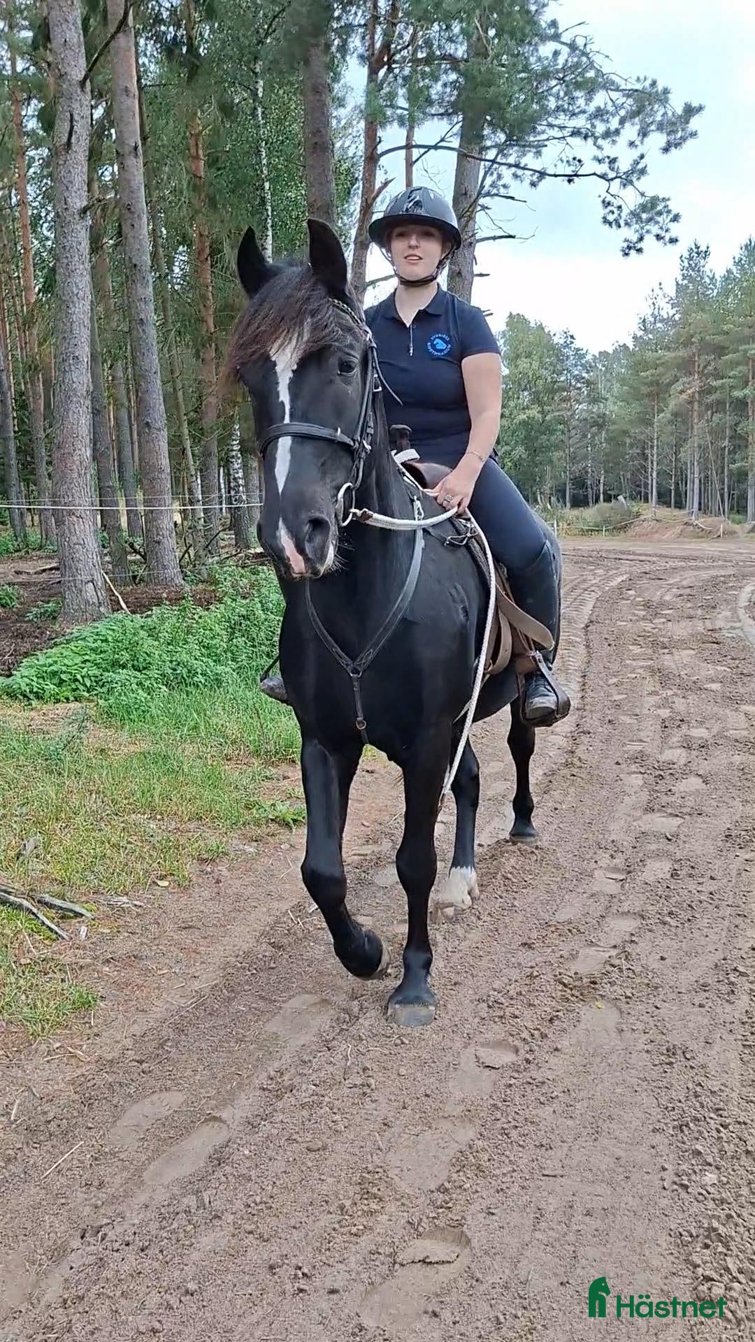 Allround hästar till salu: Trygg och mysig kallblods kille - Annons 1