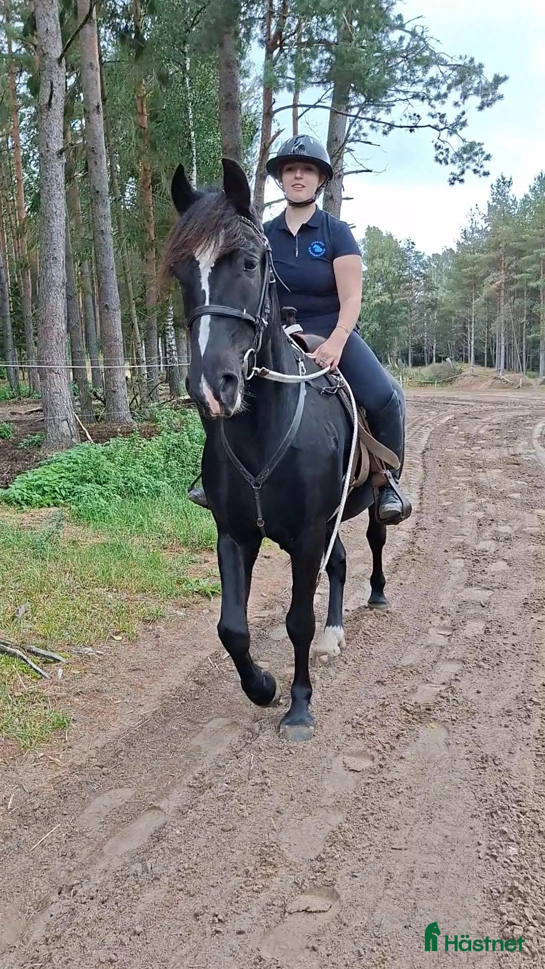 Allround hästar till salu: Trygg och mysig kallblods kille - Annons 1