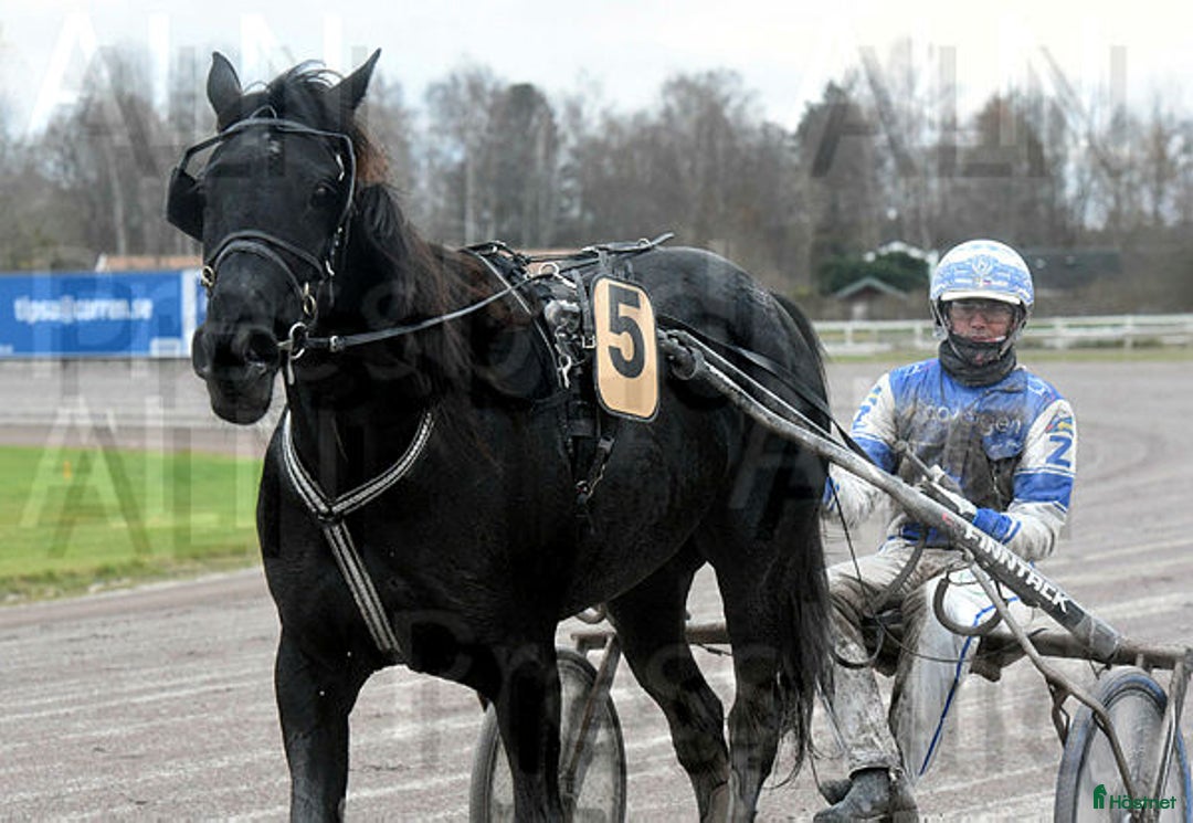 Trav hästar till salu: V75 vinnaren The Black Rose  i Halmstad - Annons 3