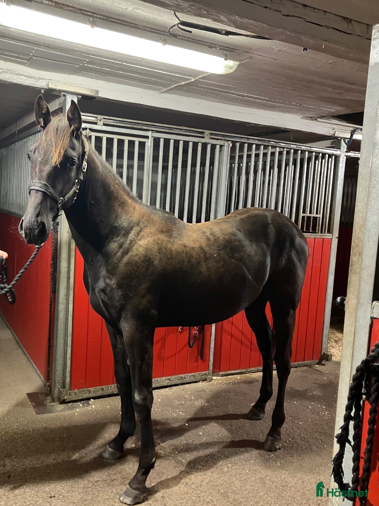  hästar Ettårig hingst efter Flocki d’Aurcy - Annons 6