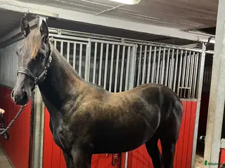 hästar Ettårig hingst efter Flocki d’Aurcy - Annons 6