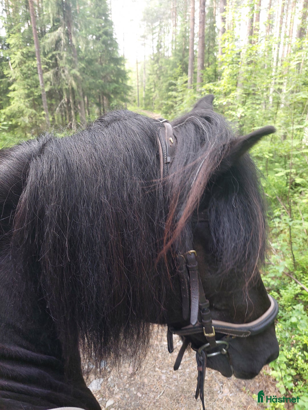 Island hästar till salu: Drömkillen med härlig personlighet i Skellefteå - Annons 1