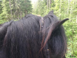 hästar Drömkillen med härlig personlighet i Skellefteå - Annons 1