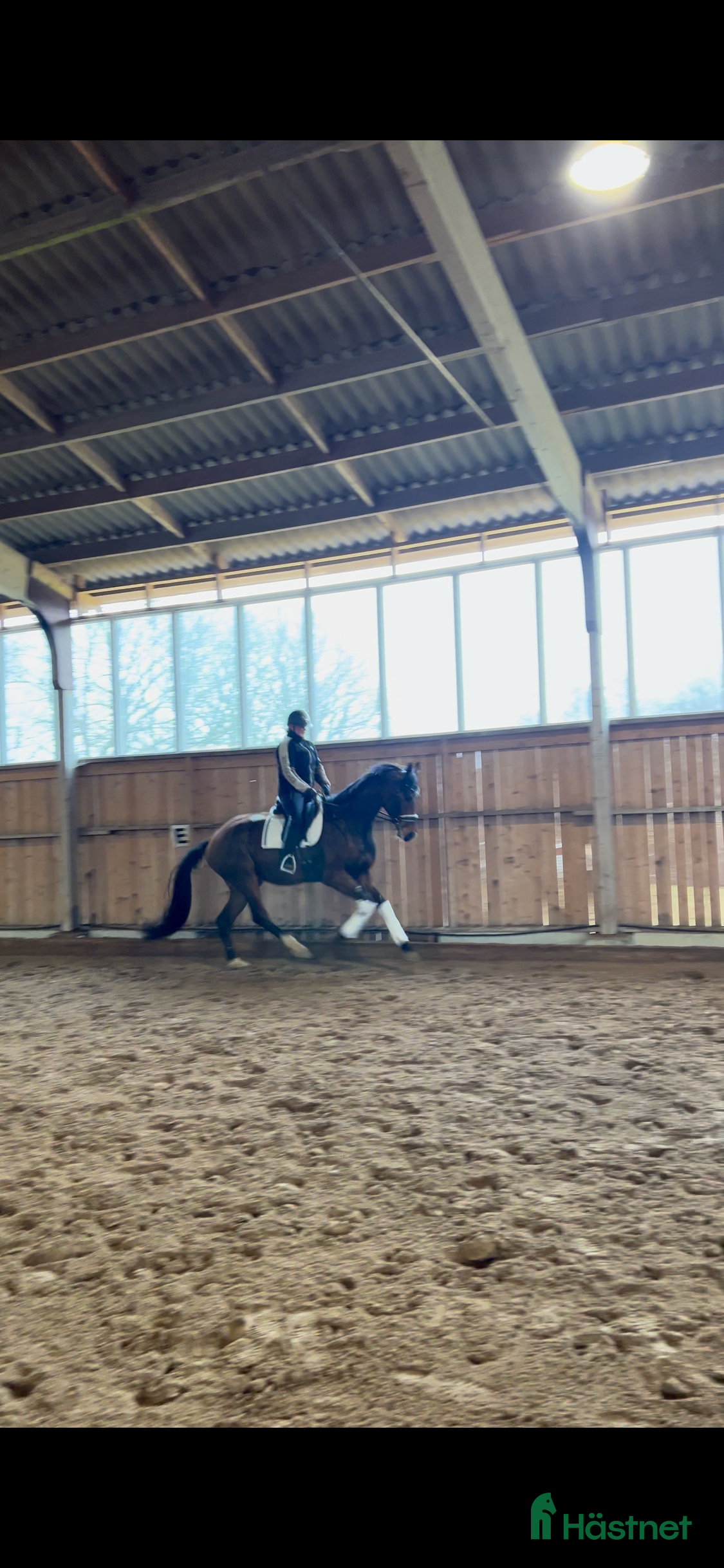  hästar Framtida superstjärna - Annons 1