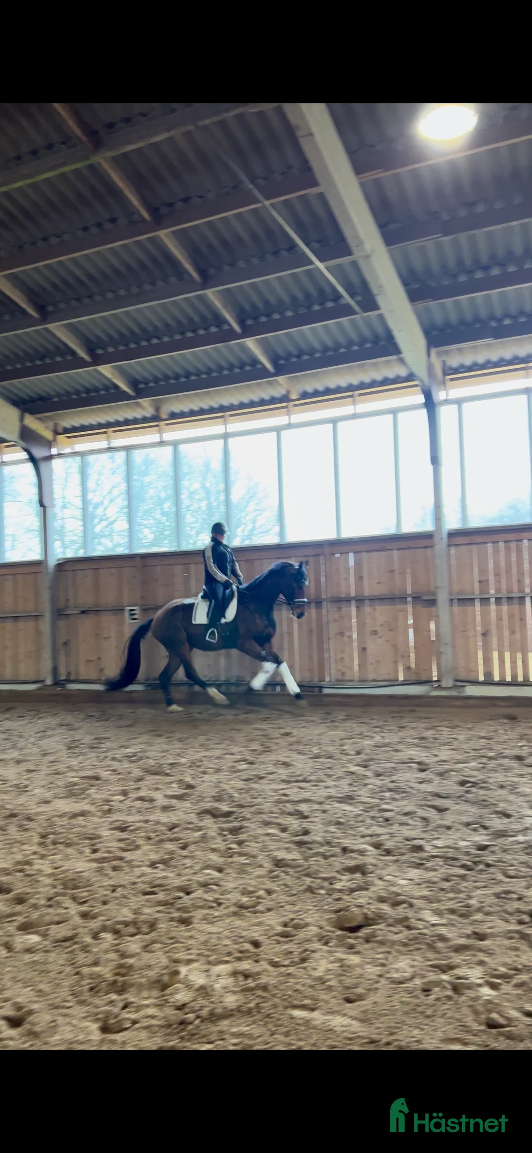 Dressyr hästar till salu: Framtida superstjärna - Annons 1