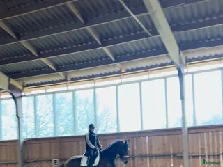 hästar Framtida superstjärna - Annons 1