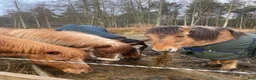  stallplats finnes: Stallplats finnes i Tungelsta, Haninge - Annons 6