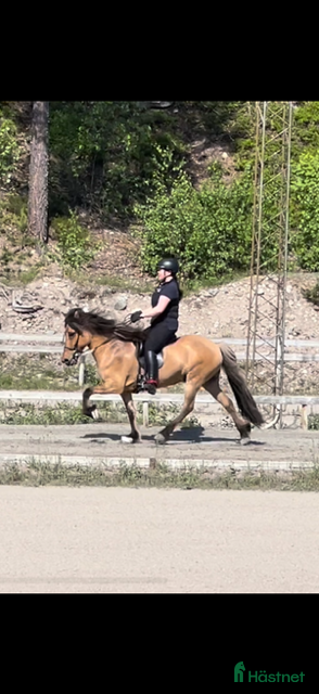 hästar Trevligt 5 gångs sto i Örbyhus - Annons 17
