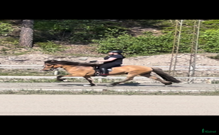  hästar i Örbyhus - Annons 11