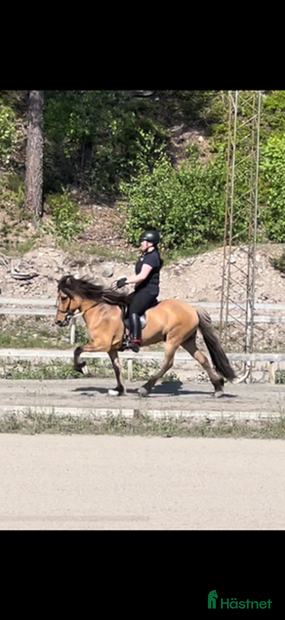 Island hästar till salu: Trevligt 5 gångs sto i Örbyhus - Annons 1