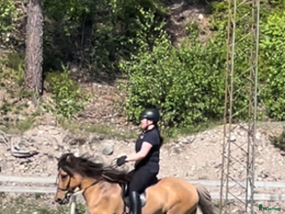 hästar Trevligt 5 gångs sto i Örbyhus - Annons 23