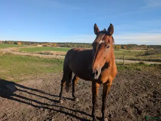 hästar Cassini sto dräktig med Heartbeat 1334 - Annons 7
