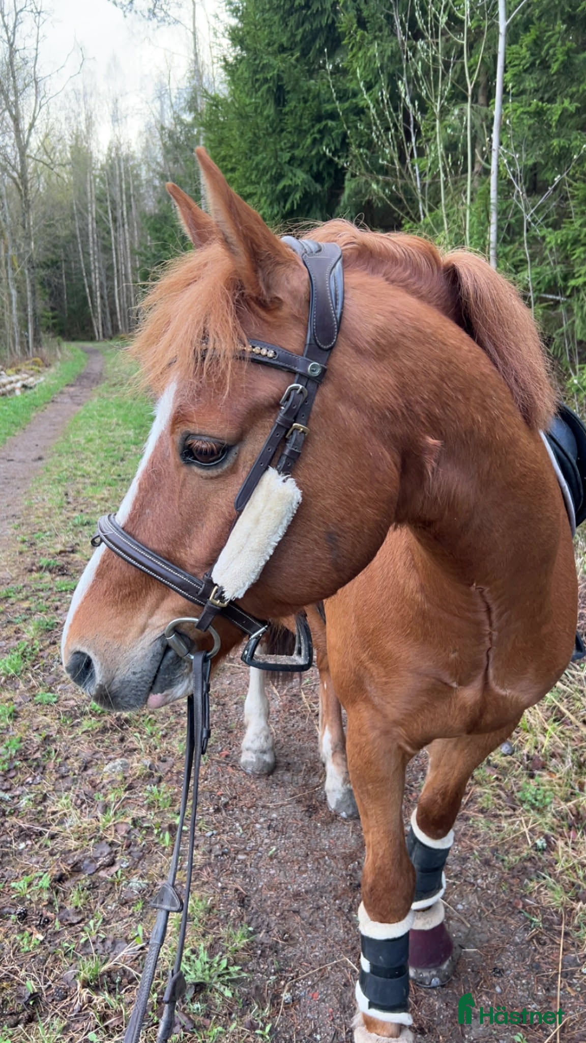 Dressyr hästar till salu: Snygg valack med stor utstrålning! - Annons 4