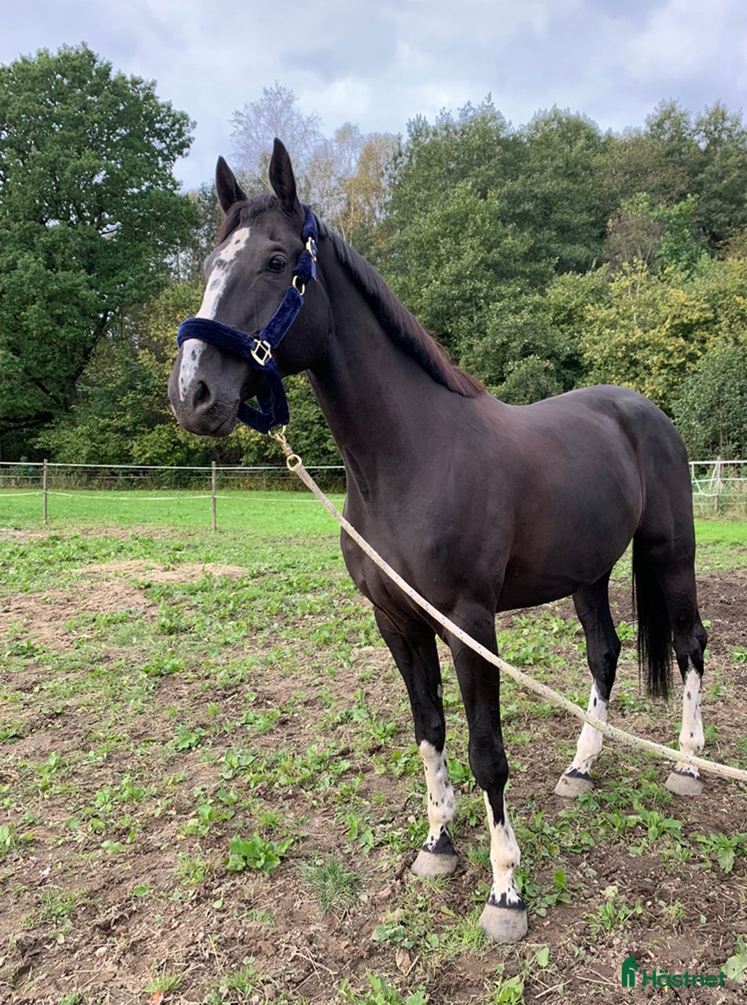  medryttarhäst finnes: Medryttare sökes till Helge 1–2 gånger i veckan i Hanaskog - Annons 5