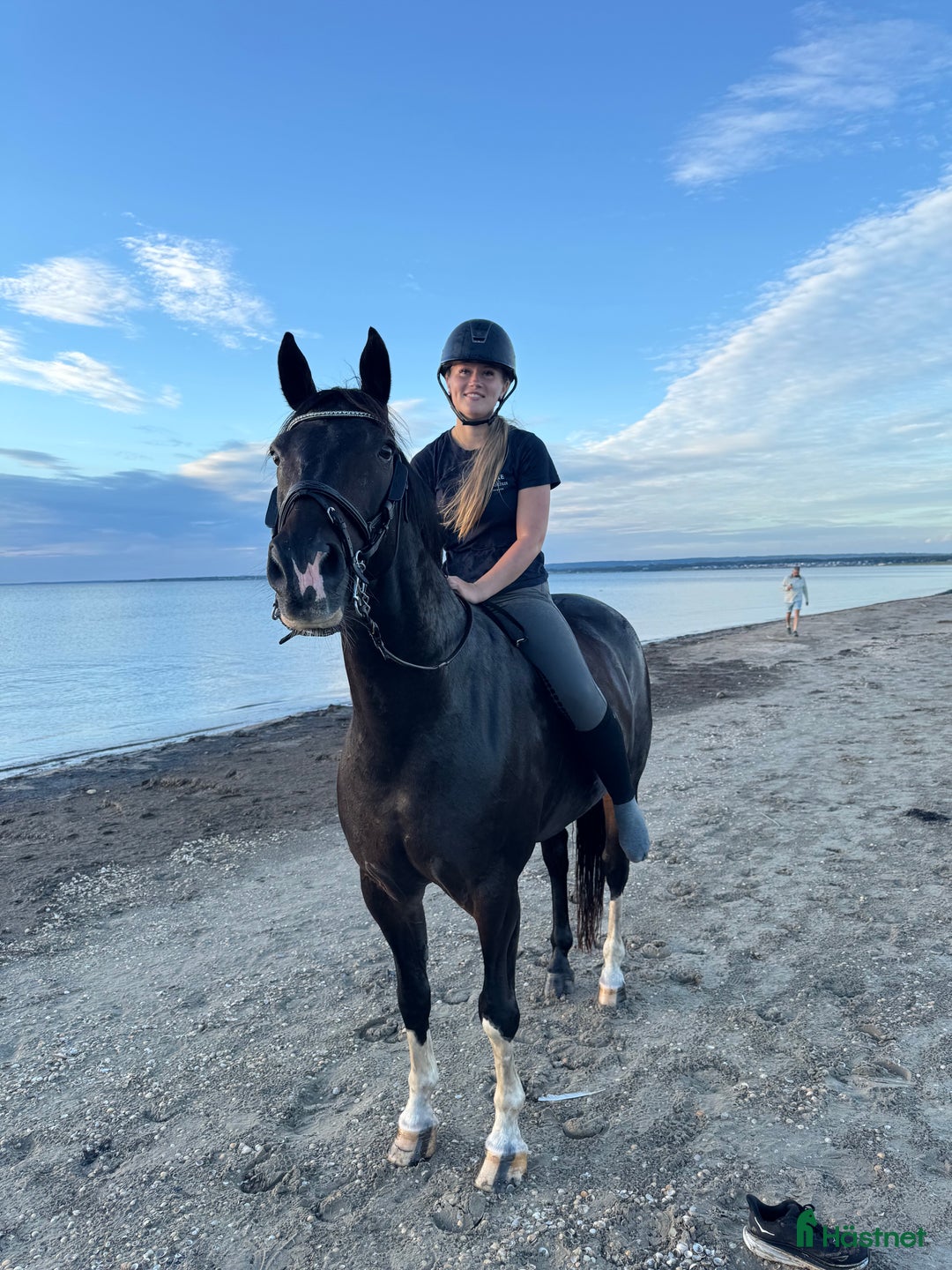 Allround hästar till salu: Lyxig Hobbyhäst i Båstad - Annons 1