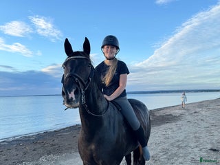 hästar Lyxig Hobbyhäst i Båstad - Annons 11