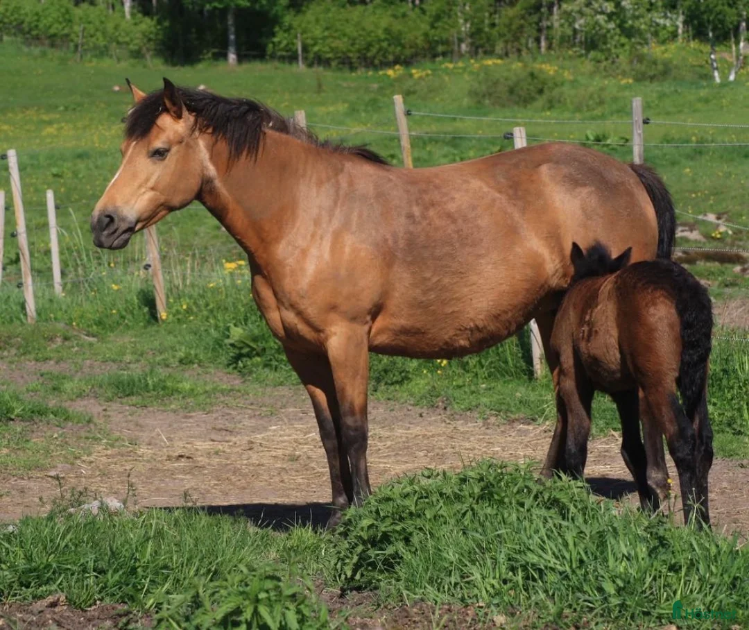 Avelshästar hästar till salu: Föl efter Deriveur D’Emia i Juni? i Mjölby - Annons 3