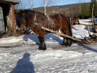 hästar Nsv brukshingst säljes i Alfta - Annons 20