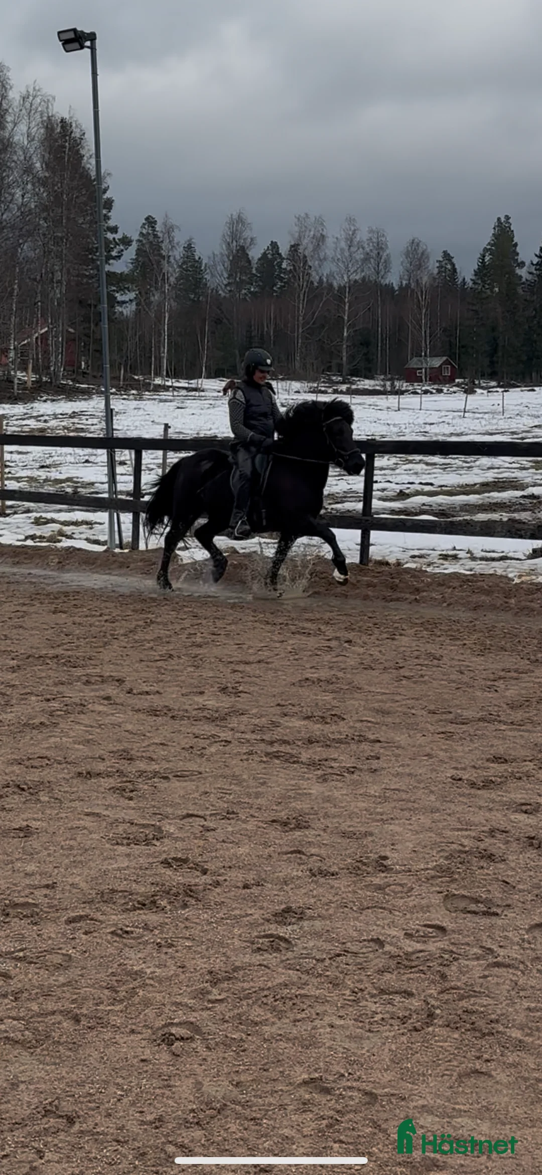 Island hästar till salu: Robust valack   - Annons 1