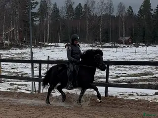 hästar Robust valack - Annons 13