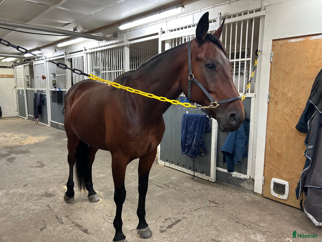 Allround hästar till salu: En riktig kompis i Genarp - Annons 2