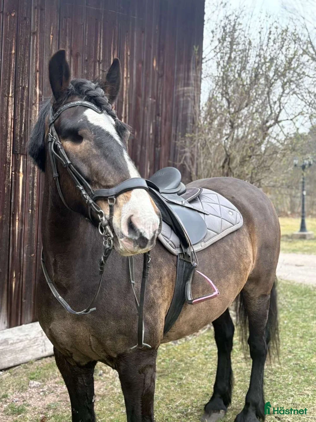 Allround hästar till salu: Världens snällaste kallblod i Skattungbyn - Annons 2
