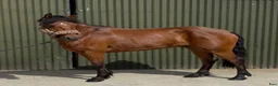 Allround hästar till salu: Irish riding ponies  - Annons 25