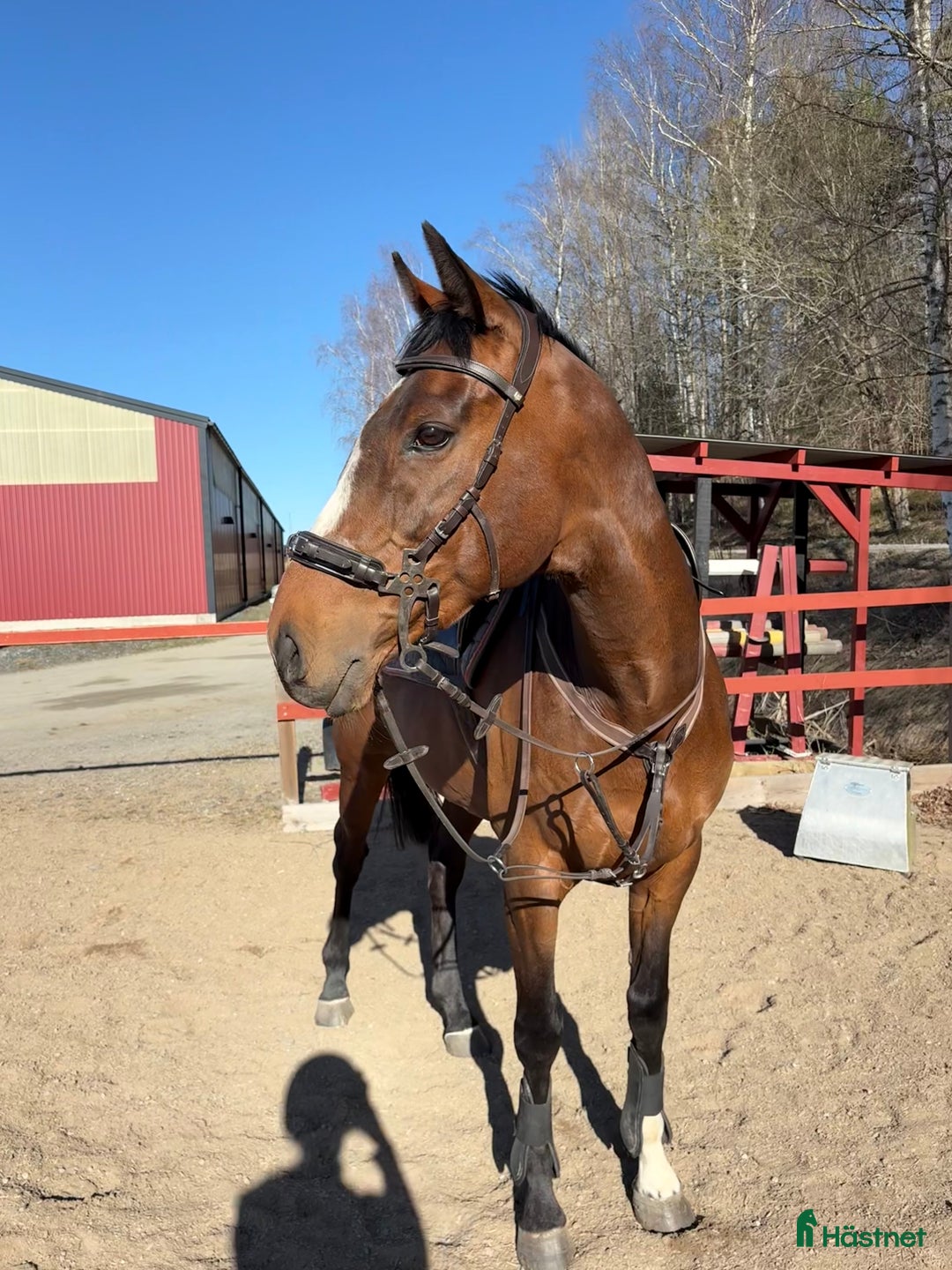 Allround hästar till salu: Intressekoll: Pigg och rolig hobbyhäst i Norrtälje - Annons 3